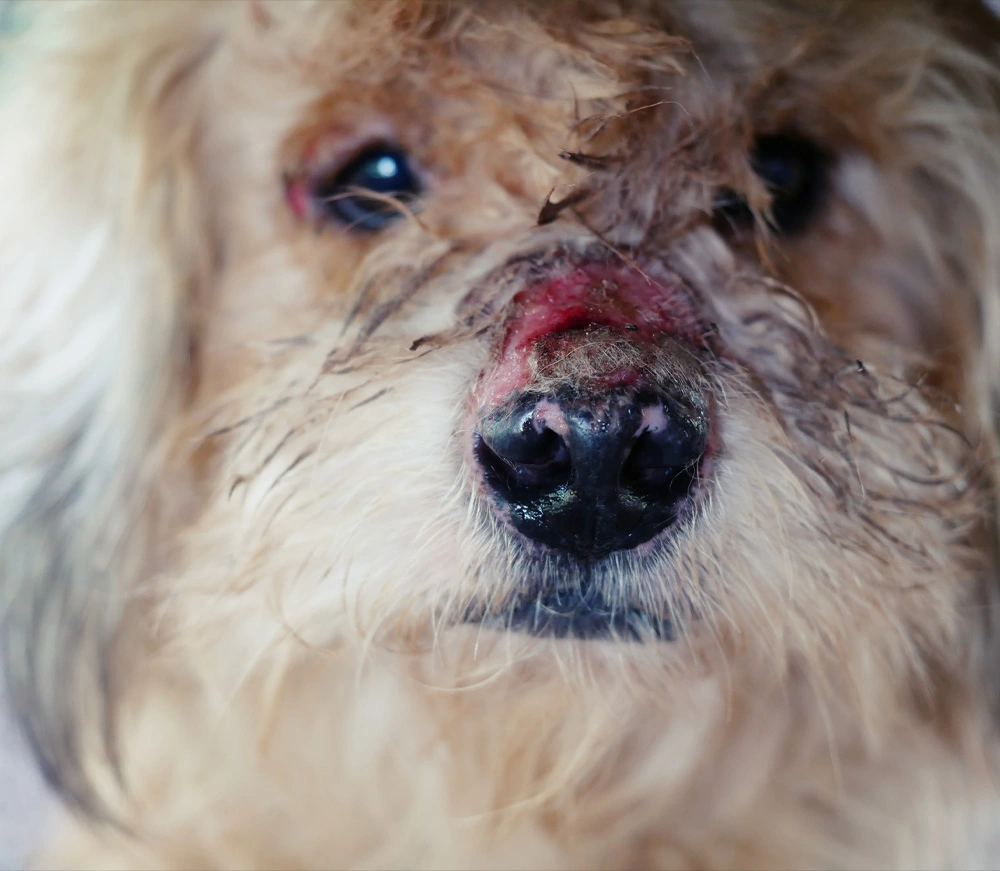 Allergi hund veterinärfoder allergifoder