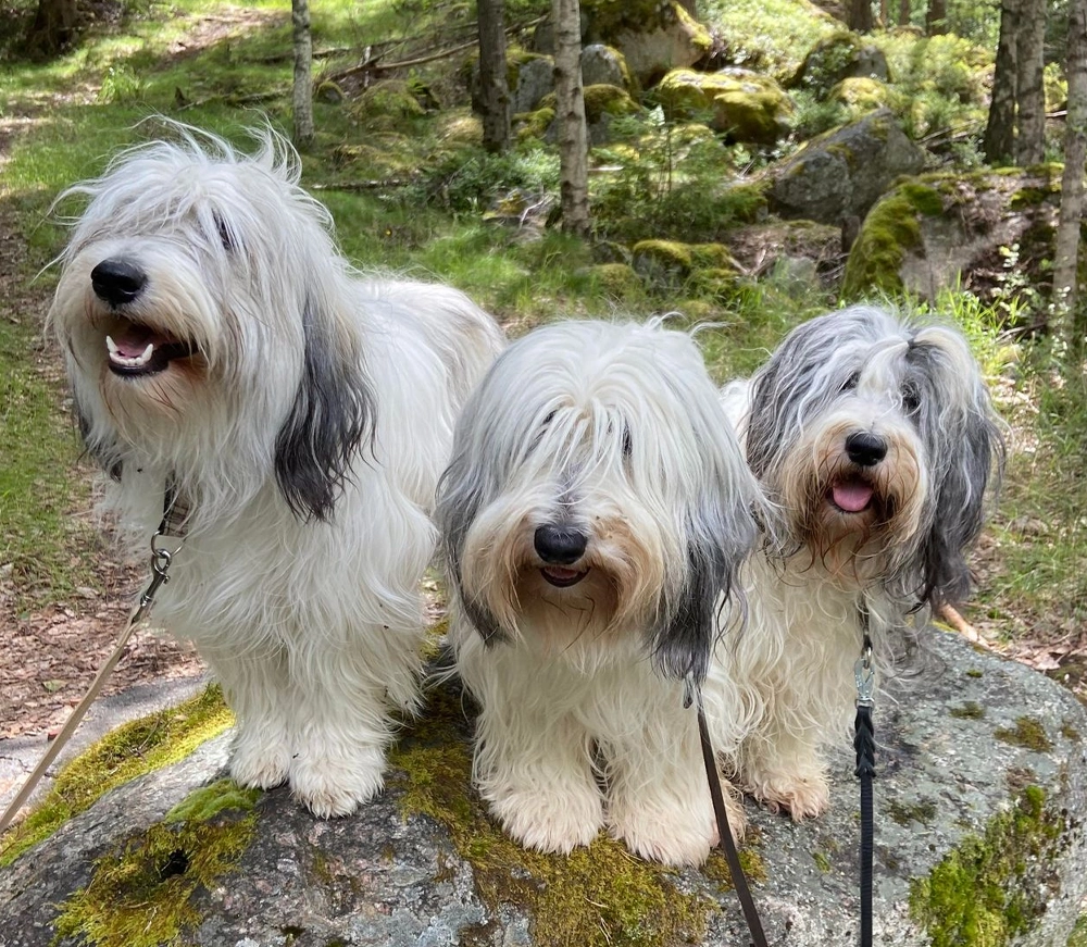 Polski Owczarek Nizinny - PON