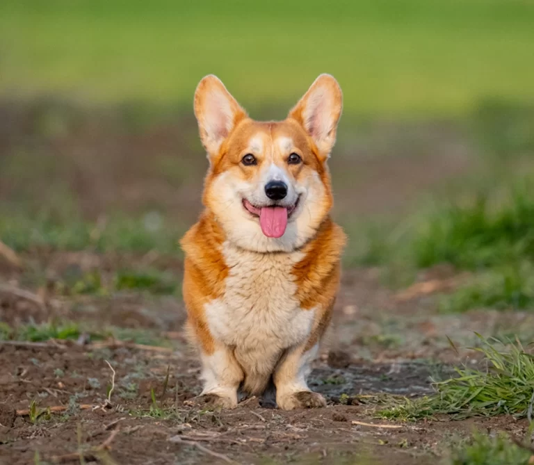 Welsh Corgi Cardigan