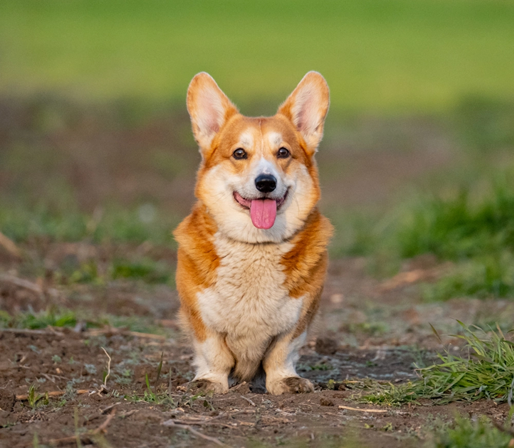 Welsh Corgi Cardigan