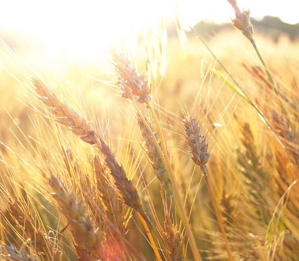 Antinutrienter i hundmat