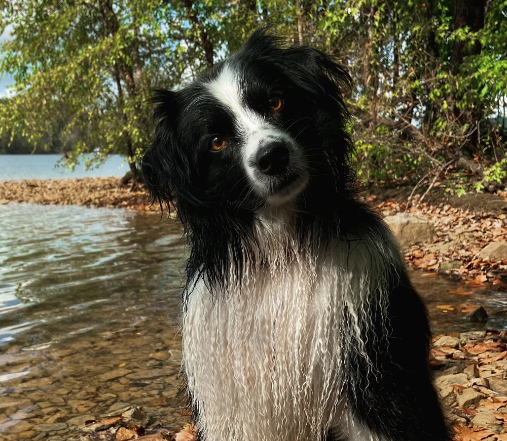 Australian Shepherd