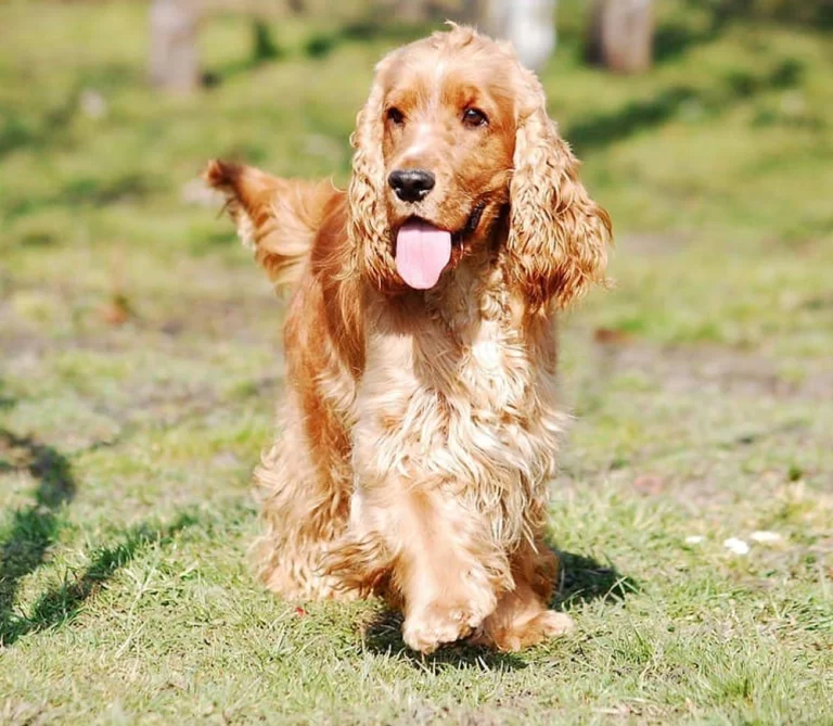 Engelsk Cocker Spaniel