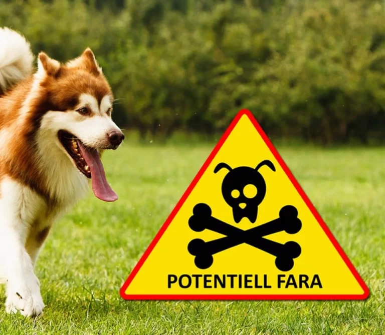 Farliga saker för en hund