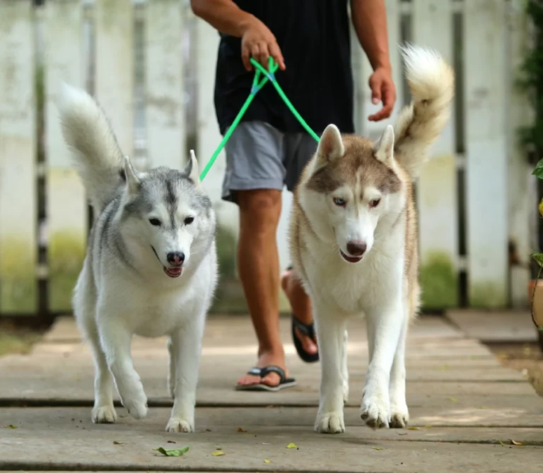 hundpromenaden och möten
