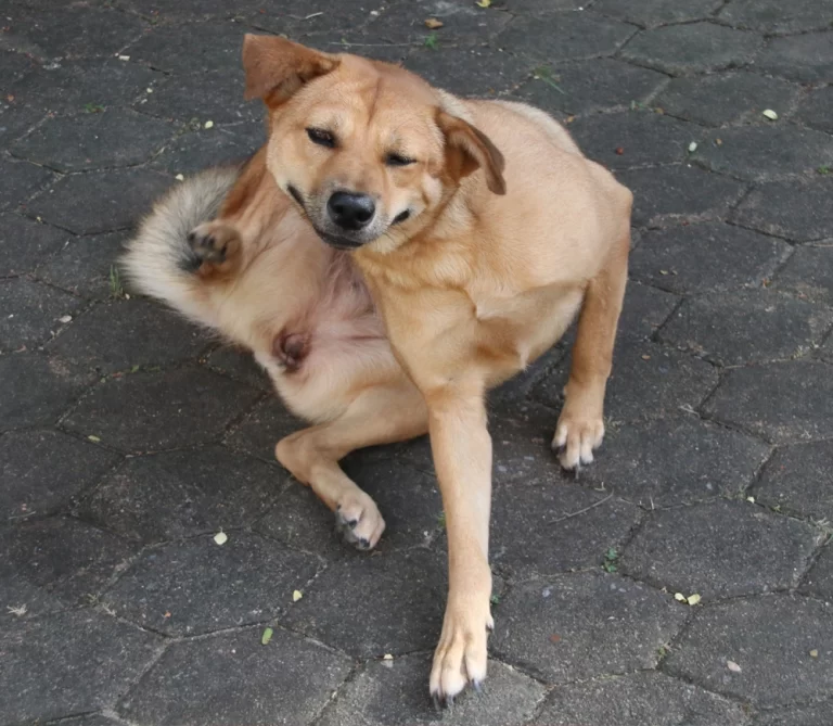 Tarmflora mikrobiom allergi