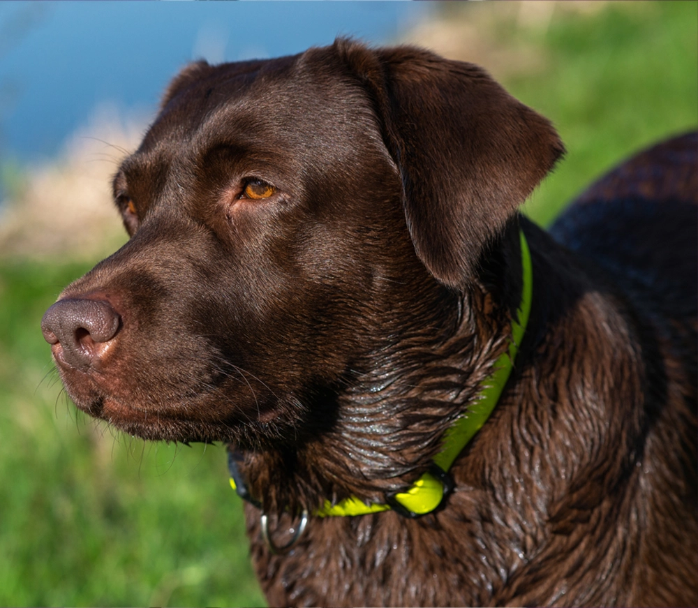 Labrador Retriever