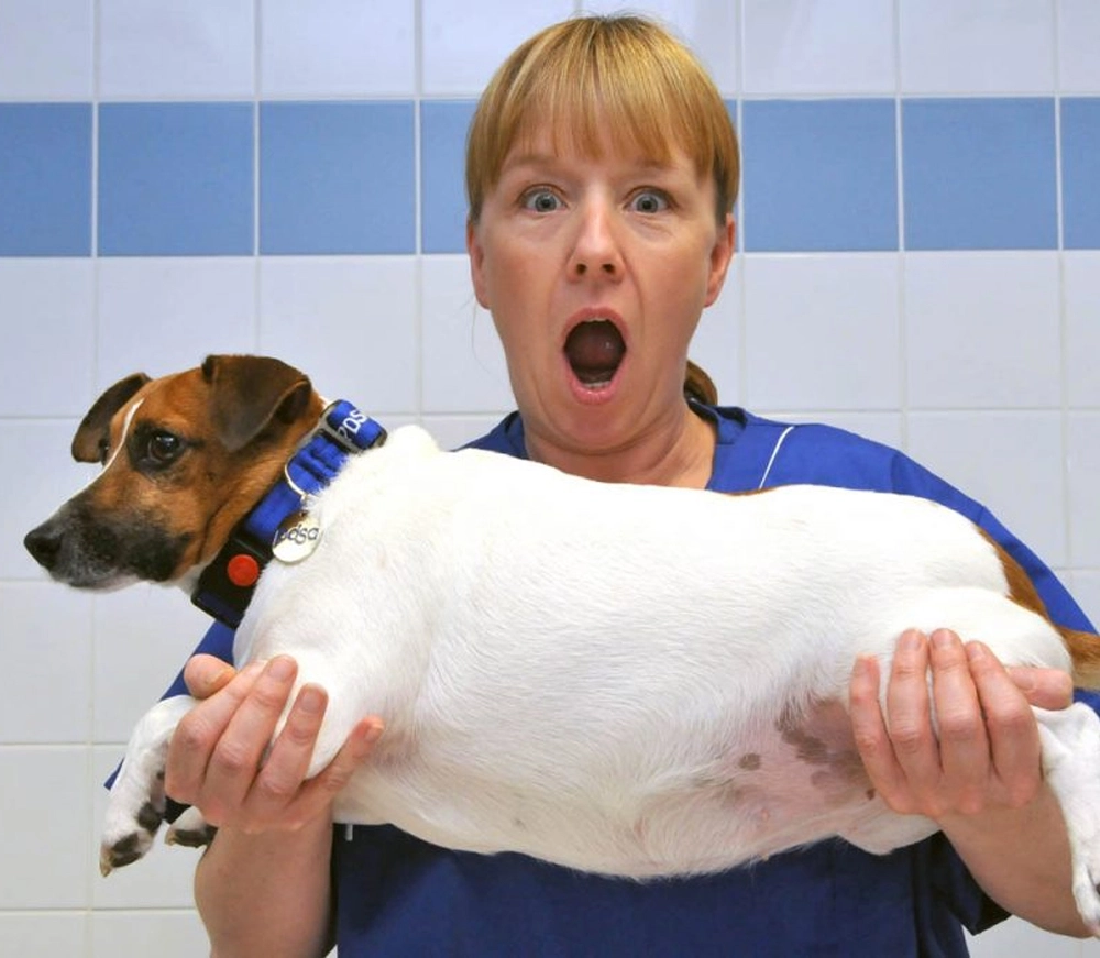 Ledbesvär hos hund