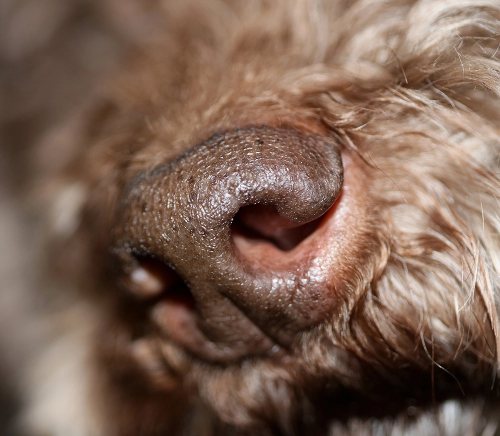 Nosework