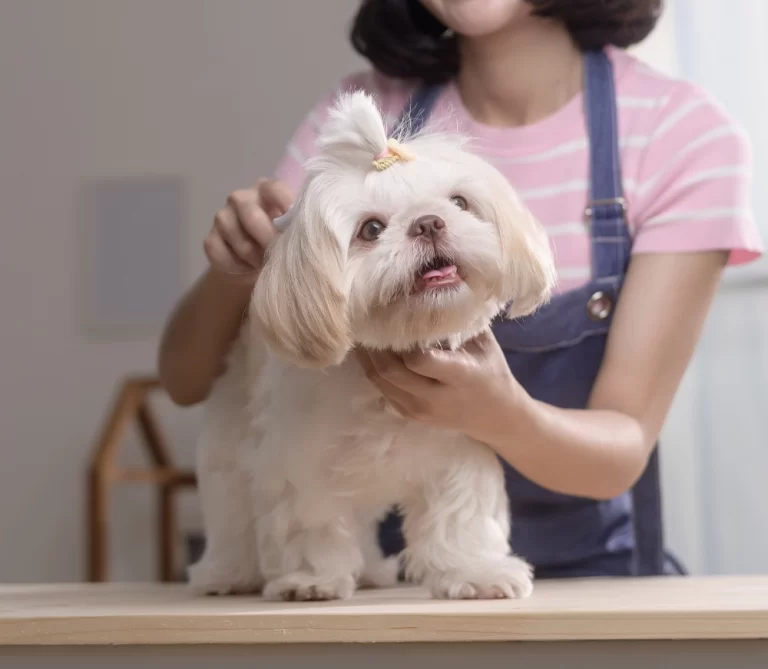 Omvårdnad är att bry sig om sin hund