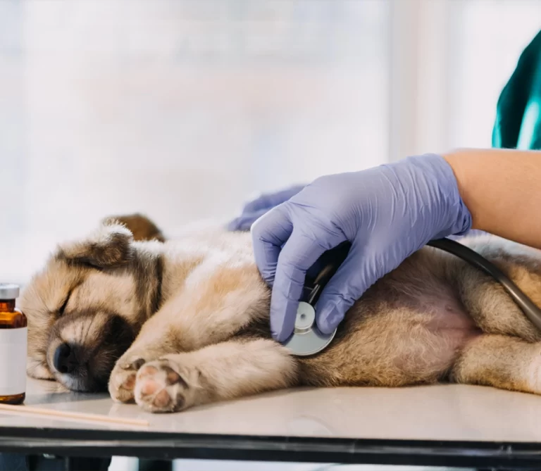 Matar du din hund sjuk