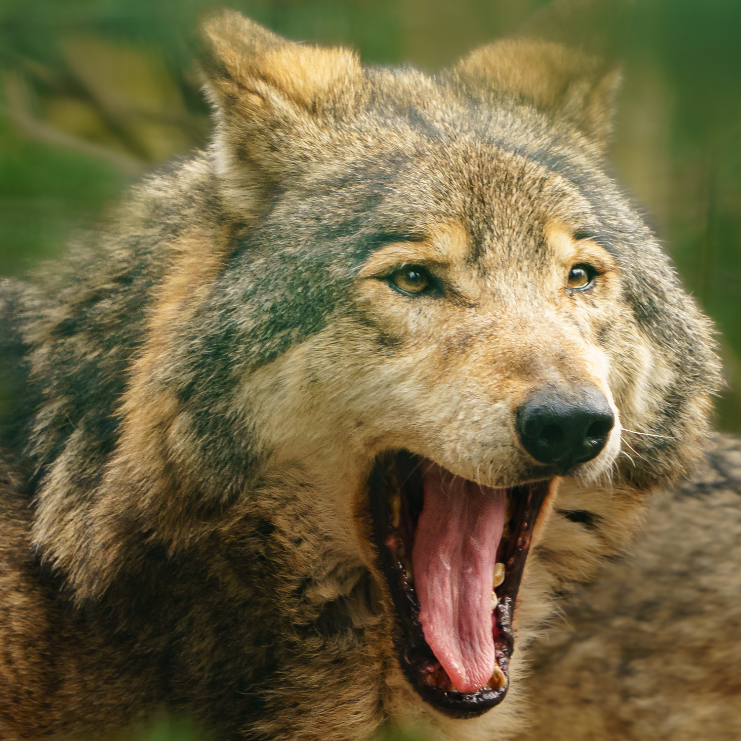 varg som blev till hund