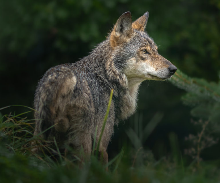 vargen är hundens stamfader