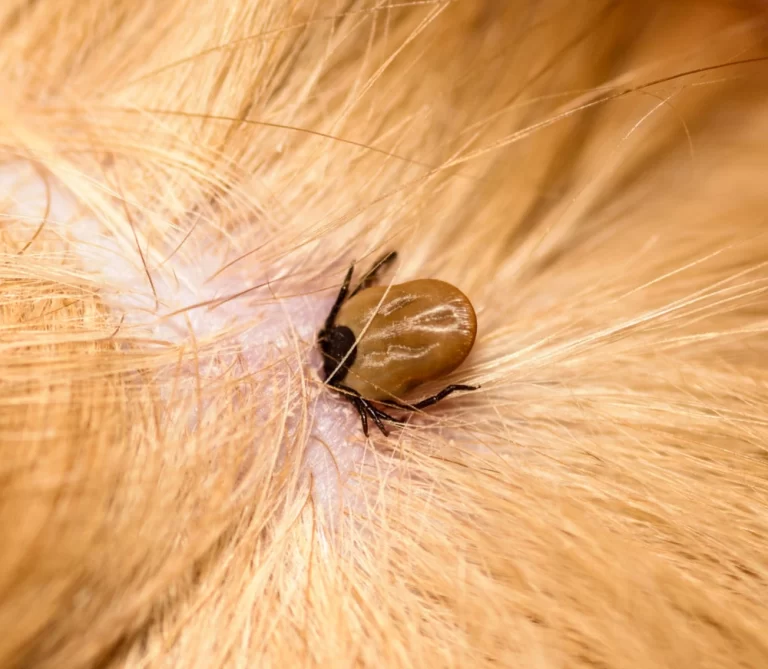 när olyckan är framme