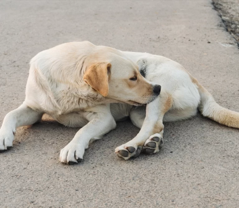 svampinfektion hos hund