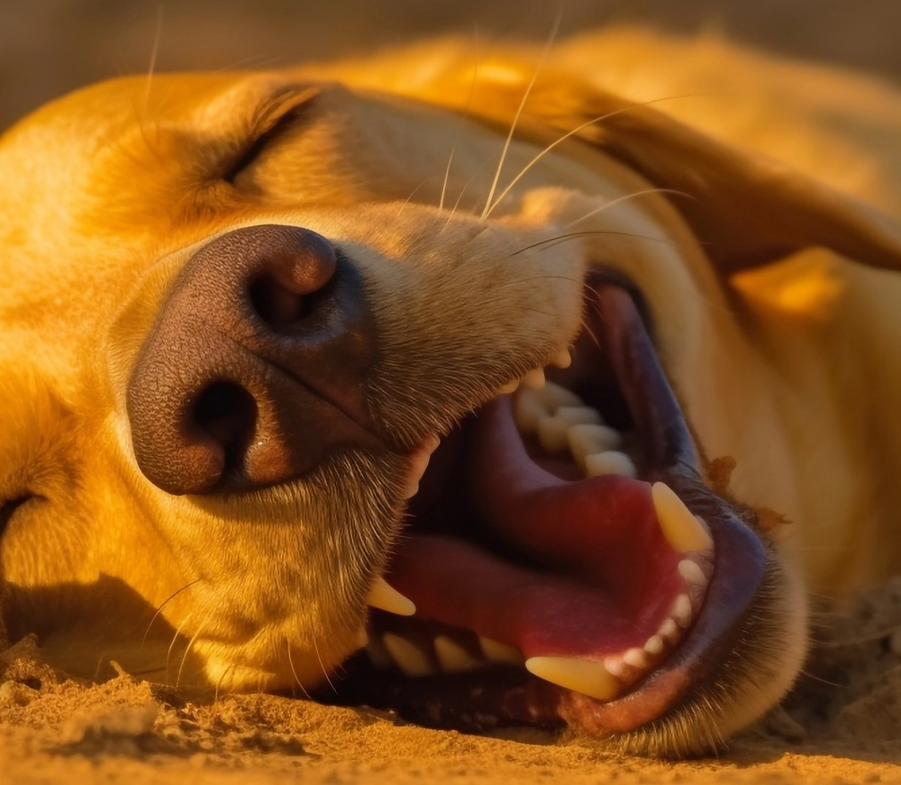 Var rädd om tänderna